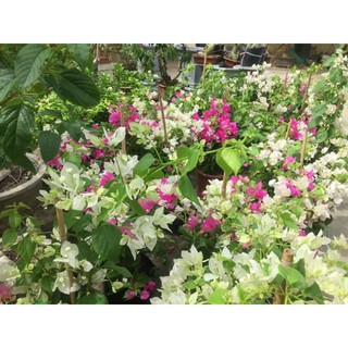 Cây 🌲 Giấy Cao Bồi ... đang hoa