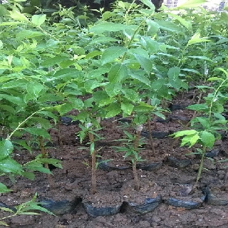 CÂY GIỐNG MẬN HẬU-MẬN TAM HOA SIÊU NGON SIÊU QUẢ- CAM KÊT GIỐNG CHUẨN F1