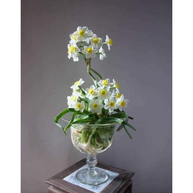 Củ giống hoa thủy tiên