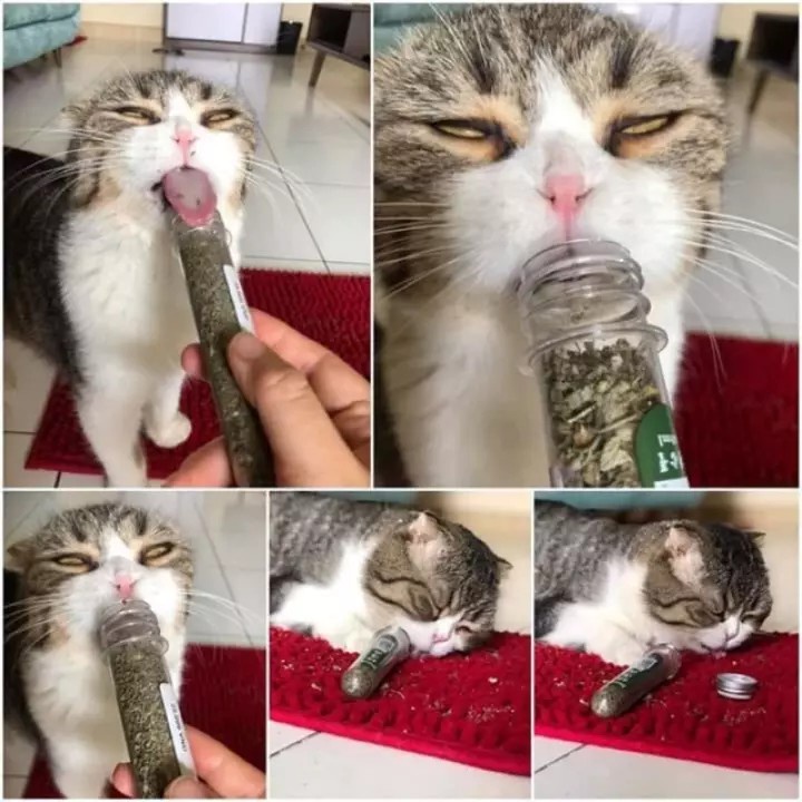 cỏ mèo catnip cho mèo giảm stress