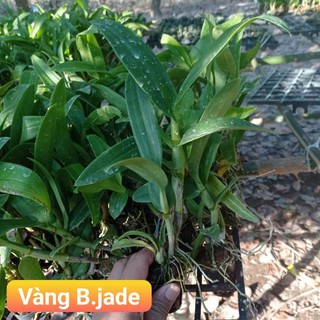 dendro vàng jade
