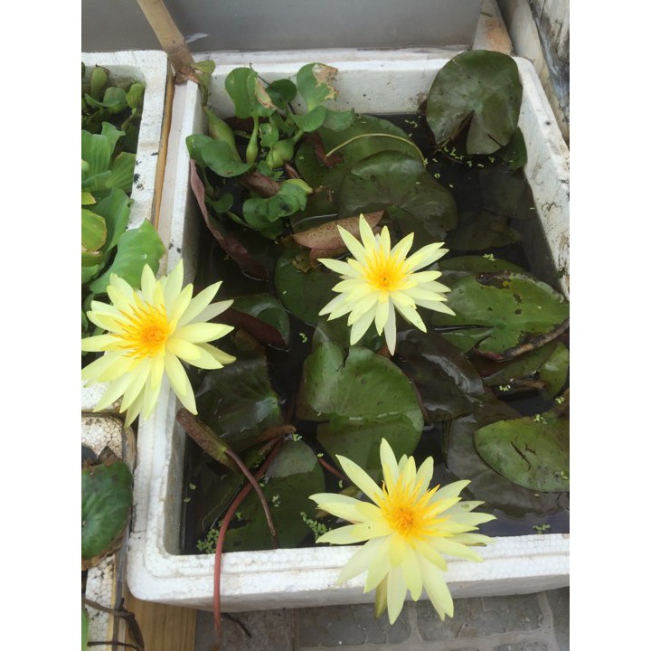 2KG ĐẤT TRỒNG SEN SÚNG, CÂY THỦY SINH
