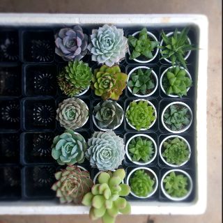 Combo Sen đá + haworthia mini mix loại 4cm-6cm Đà Lạt
