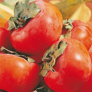 2 CÂY HỒNG ĐỎ