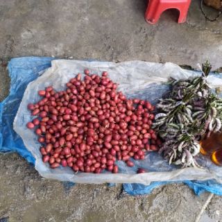 Quả thảo quả tươi 1kg.
