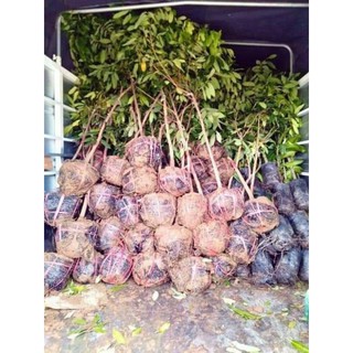cây nhãn siêu ngọt Hưng Yên