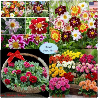 Hạt giống hoa thược dược lùn mix đủ màu