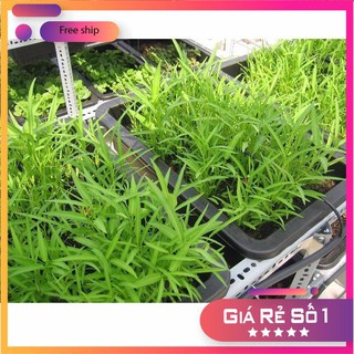 HẠT GIỐNG RAU MUỐNG LÁ TRE 50 GRAM LUCKY.VN