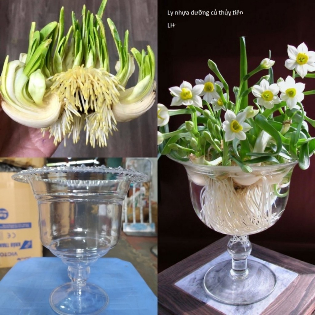 Ly Nhựa Trồng Hoa Thủy Tiên Hàng đẹp