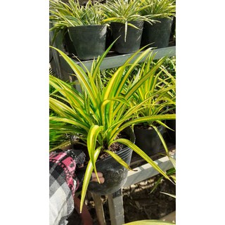 Cây Dứa Vạn Phát