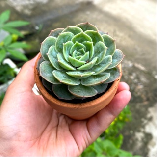 [MUA 5 TẶNG 1] SEN ĐÁ NHỎ - TẶNG CHẬU NUNG