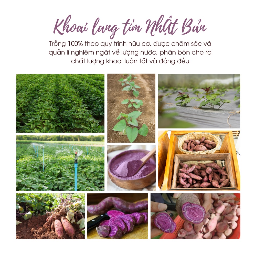 Murasaki Imo - Bột Khoai Lang Tím Nguyên Chất 100% - Nhật Bản - Tốt Cho Sức Khỏe - Pha Chế - Làm Bánh - chè