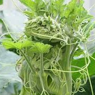 20gram HẠT GIỐNG BÍ SIÊU NGỌN