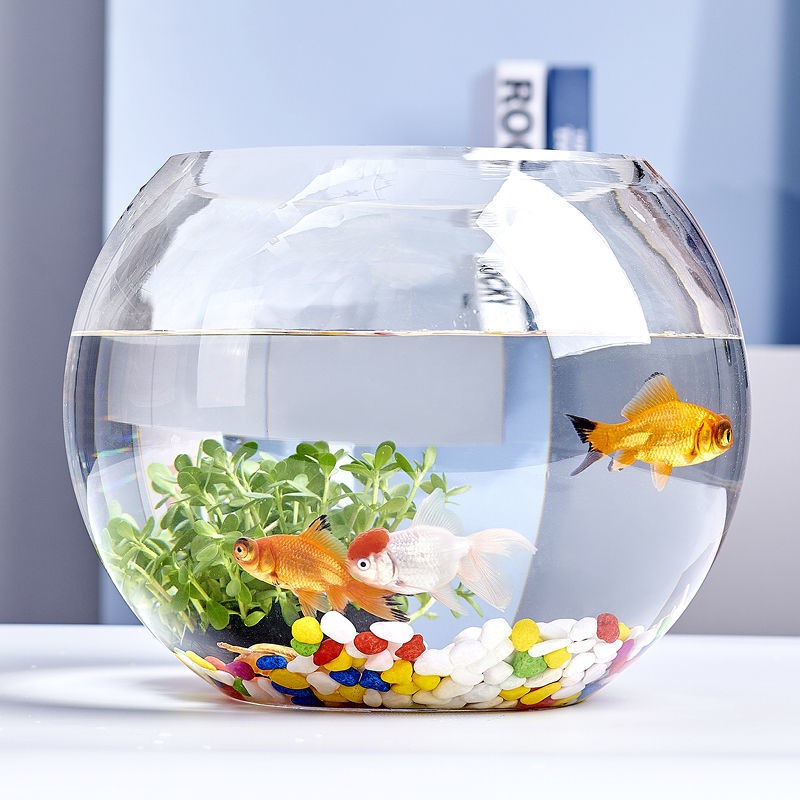 Ống Hút Cặn cho bể cá mini để bàn, cóng nuôi cá, Ống Hút Phân Cá, hút thắc ăn thừa Tiện Dụng