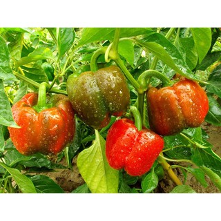 Hạt giống Ớt ngọt đỏ (ớt chuông)