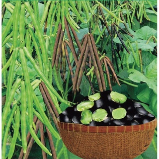 Hạt giống đậu đen xanh lòng 100g