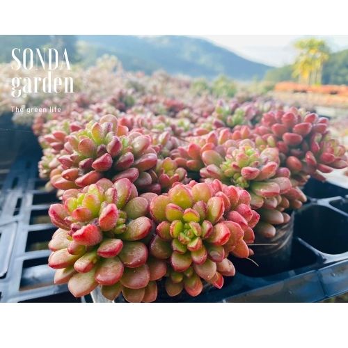 Sen đá sedum cam SONDA GARDEN size mini 2.5-4cm, xuất xứ Đà Lạt, khoẻ đẹp, lỗi 1 đổi 1