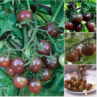 Hạt giống cà chua Socola  - 1 gói 30 hạt (TẶNG gói kích thích hạt nảy mầm)