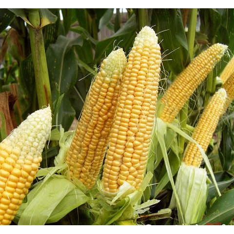 Hạt Giống Ngô Ngọt Thái  - Ngọt, Giàu Dinh Dưỡng - MUA 3 TẶNG 1 CÙNG LOẠI