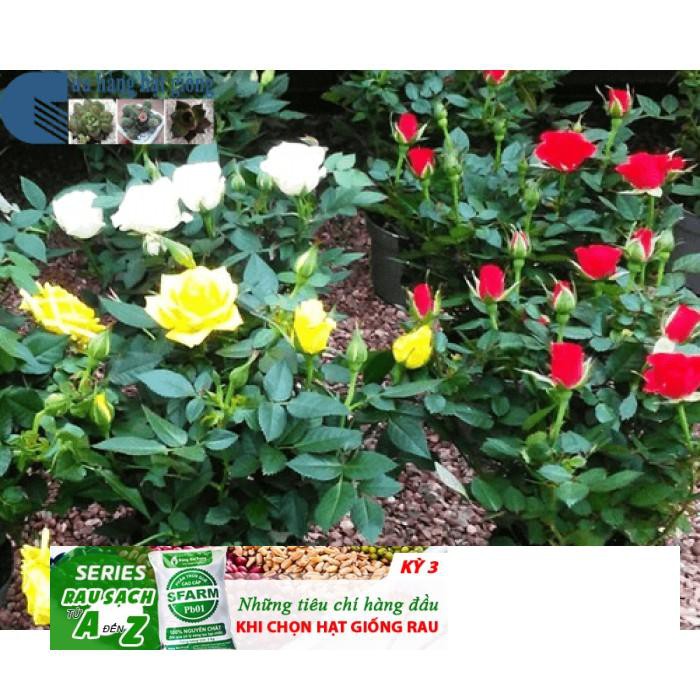 Gói 20 hạt Hoa hồng siêu nụ hoa - hoa đẹp ĐẾN MÙA TRỒNG TẾT