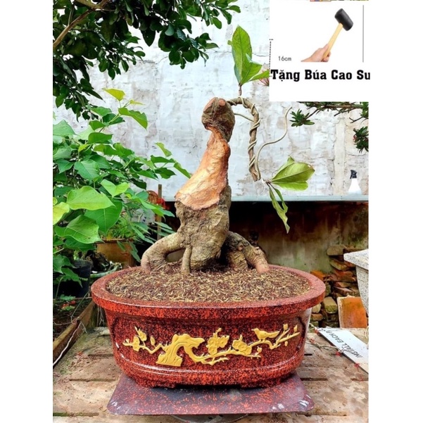 Khuôn đúc chậu Ovan 45 nhựa ABS mẫu mới