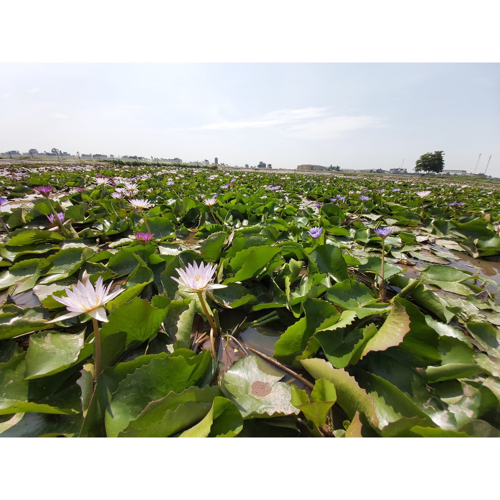 súng thái lan màu dỏ mới  có sọc giữa cánh hoa cây lớn