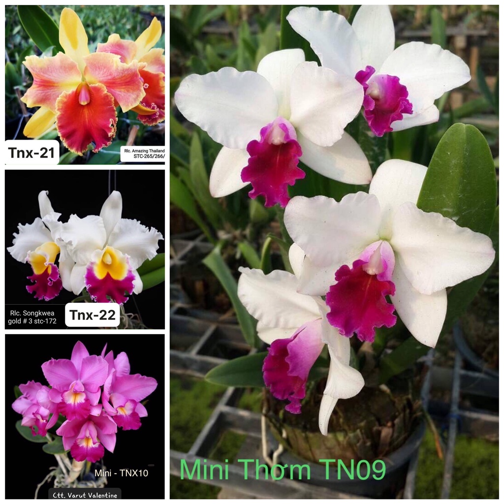Cattleya Nhiều Màu Hoa Đại Chuẩn Mặt Hoa