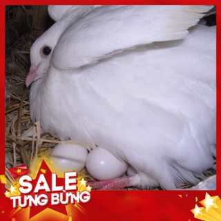 trứng bồ câu giả