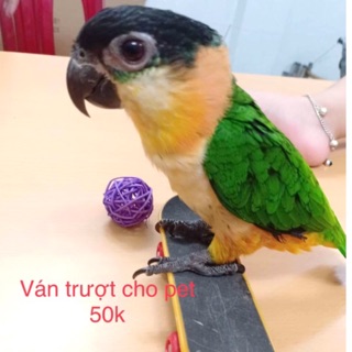 Ván trượt tập làm trò cho vẹt