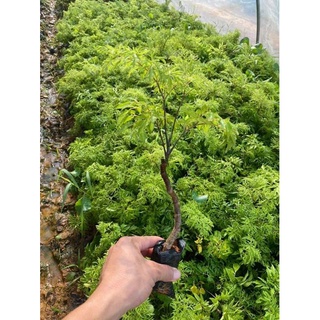 cây giống đinh lăng nếp