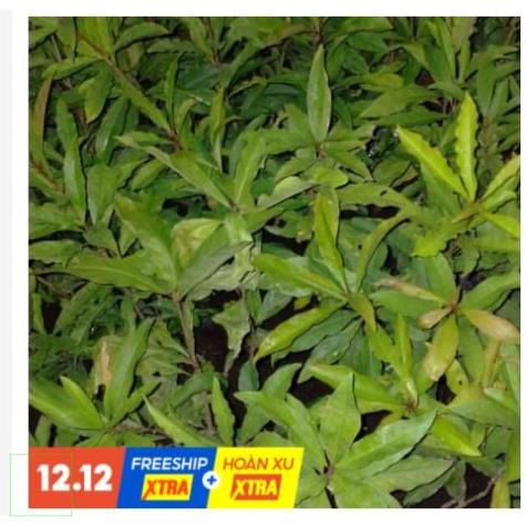 1kg lá lộc vừng khô ( cây lộc vừng khô) hàng chuẩn loại 1 thơm ngon