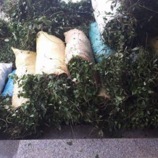 Cao chè vằng Quảng Trị 1kg