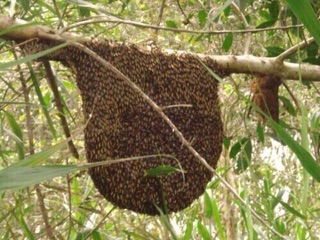 1 Lít MẬT ONG RỪNG NGUYÊN CHẤT ( Ong Khoái)