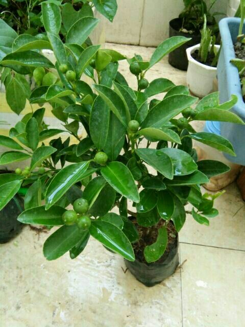 CÂY QUẤT GIỐNG CAO HƠN 70CM ĐANG RA HOA VÀ TRÁI NON