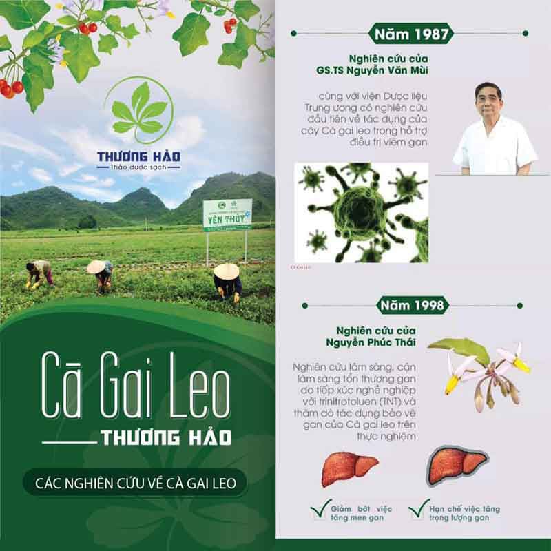 1KG CÀ GAI LEO Hòa Bình chuyên hỗ trợ điều trị gan