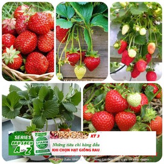 GÓI 100 HẠT GIỐNG DÂU TÂY ĐỎ
