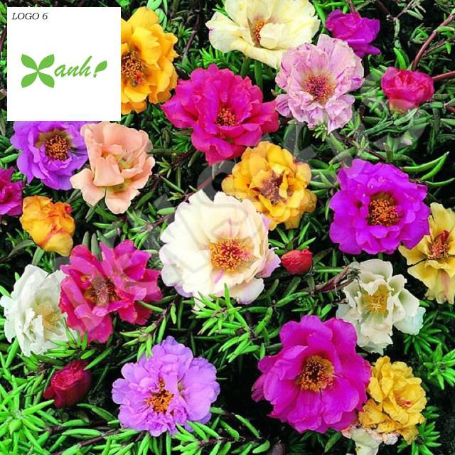 Giống hoa Mười giờ mix (100 hạt nhiều màu)