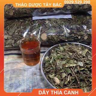 Lá Thìa Canh - Cây Thìa Canh