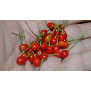 hạt giống ớt tiêu siêu cây F1 mỹ 10h