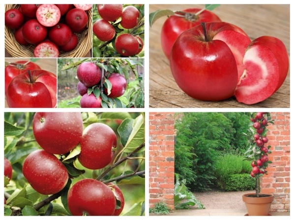 Giống táo nhập khẩu, Cây táo lùn mỹ F1, cây chuẩn giống tốt, dòng quả sớm cam kết chất lượng