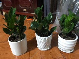 Kim tiền mini chỉ 120k cả chậu