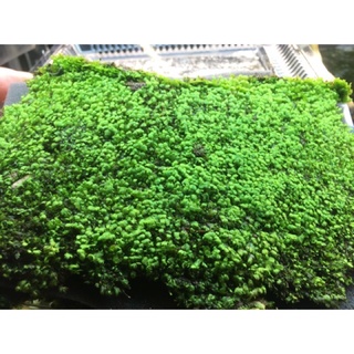 Mini fiss lá nước , trải nền hồ thuỷ sinh , fiss lá nước , fiss dán lên đá