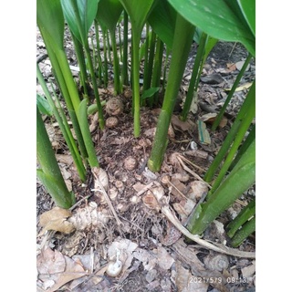 CỦ NGHỆ ĐEN TƯƠI.55k/kg:. CÂY GIỐNG.12k/bầu