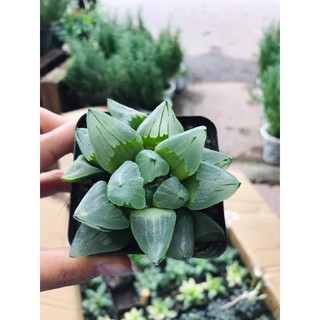 [FREESHIP] SEN ĐÁ KIM CƯƠNG, HAWORTHIA siêu đẹp, kim cương mix nhiều loại giá rẻ