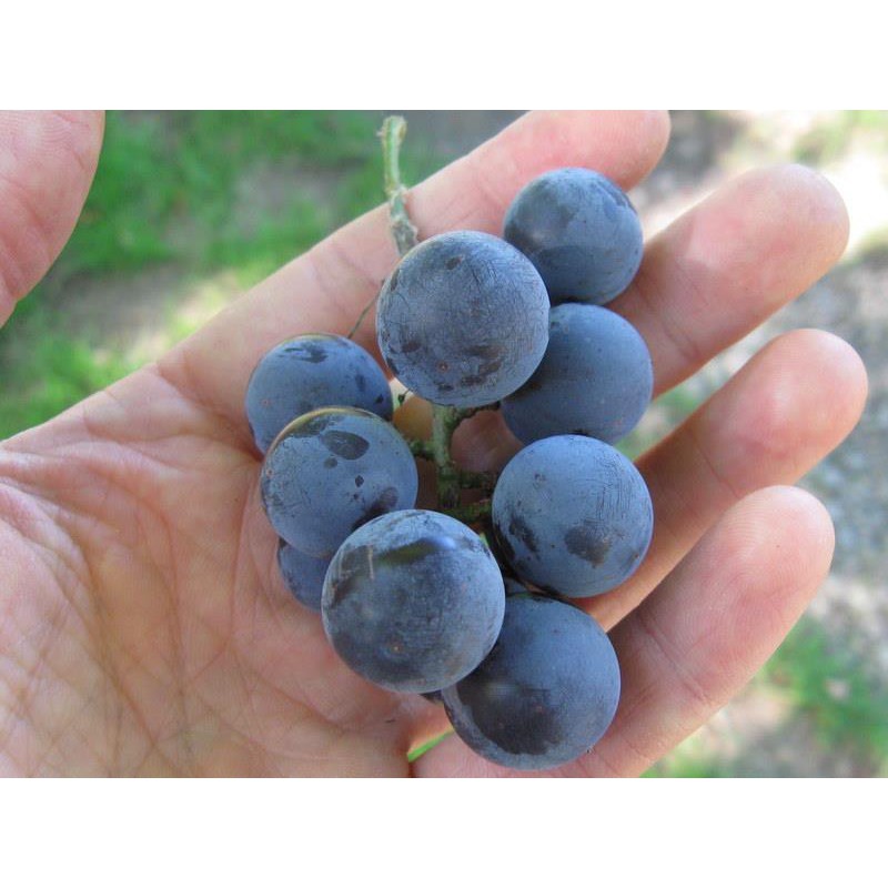 Hương vị Nho - Wild Grape - Organic (Mỹ) - Dùng Cho Son và Thực Phẩm
