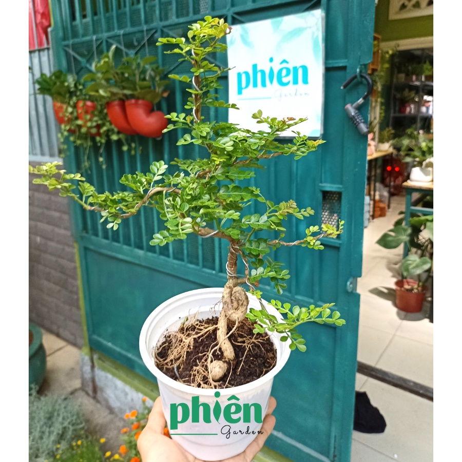 Cây Cần Thăng để bàn kèm chậu gốm tráng men, cây Bonsai đẹp