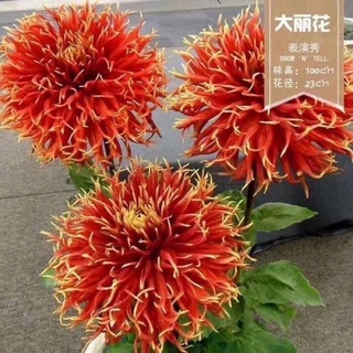 Củ hoa thược dược khổng lồ