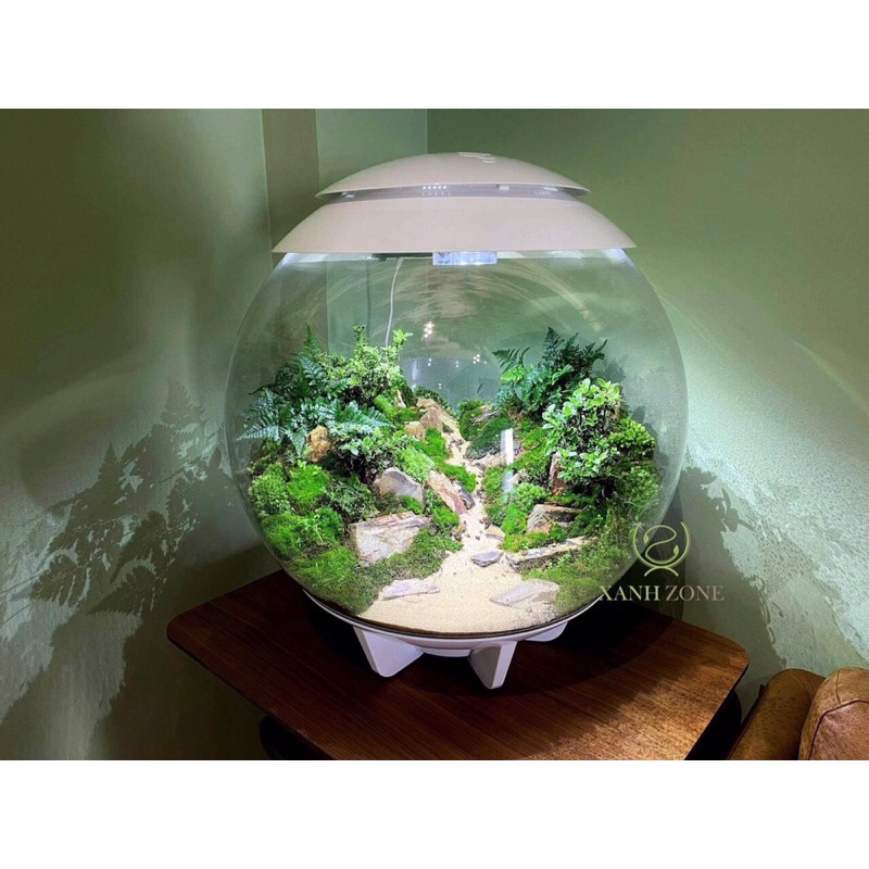 Rêu cusion chịu cạn ( xanh dạ quang ), rêu đầu xanh đắp non bộ, terrarium