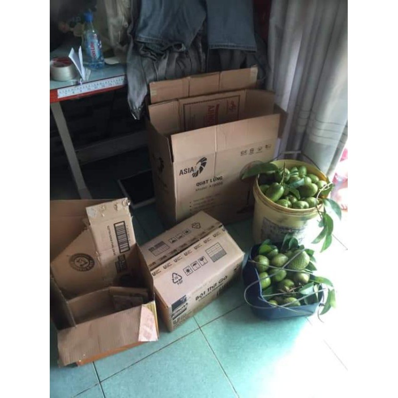 Trái bình bát tươi  1kg