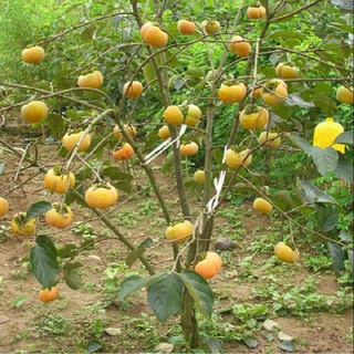 Cây giống hồng giòn nhật bản